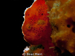 Red Frogfish by Boaz Meiri 